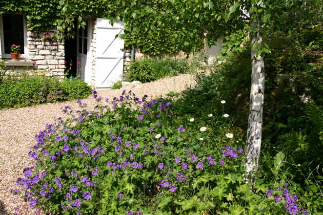 Chemin de graviers et g&eacute;raniums violets