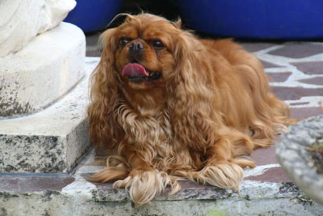 Vanille ou la fragilit&eacute; du King Charles