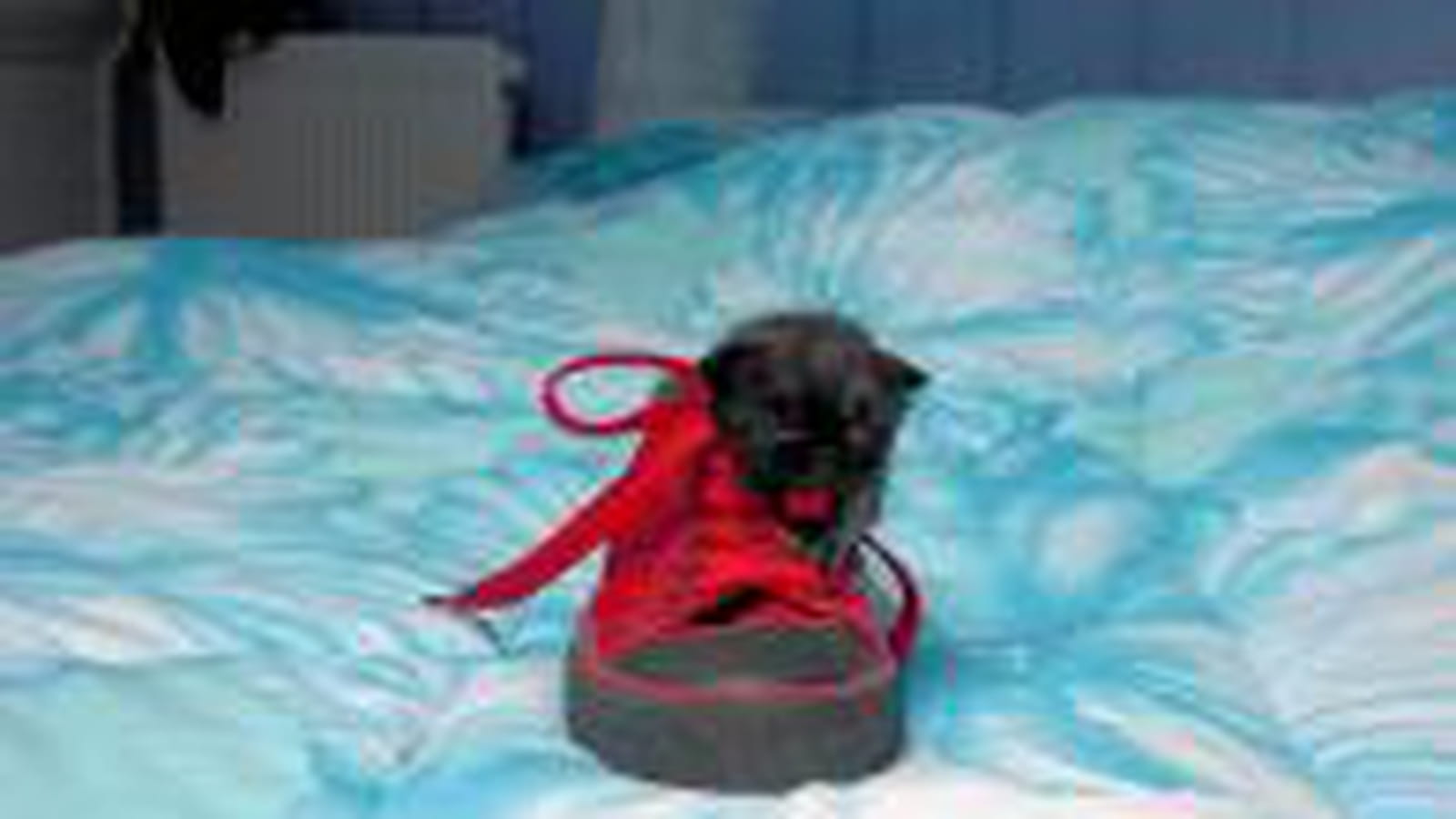 Botte