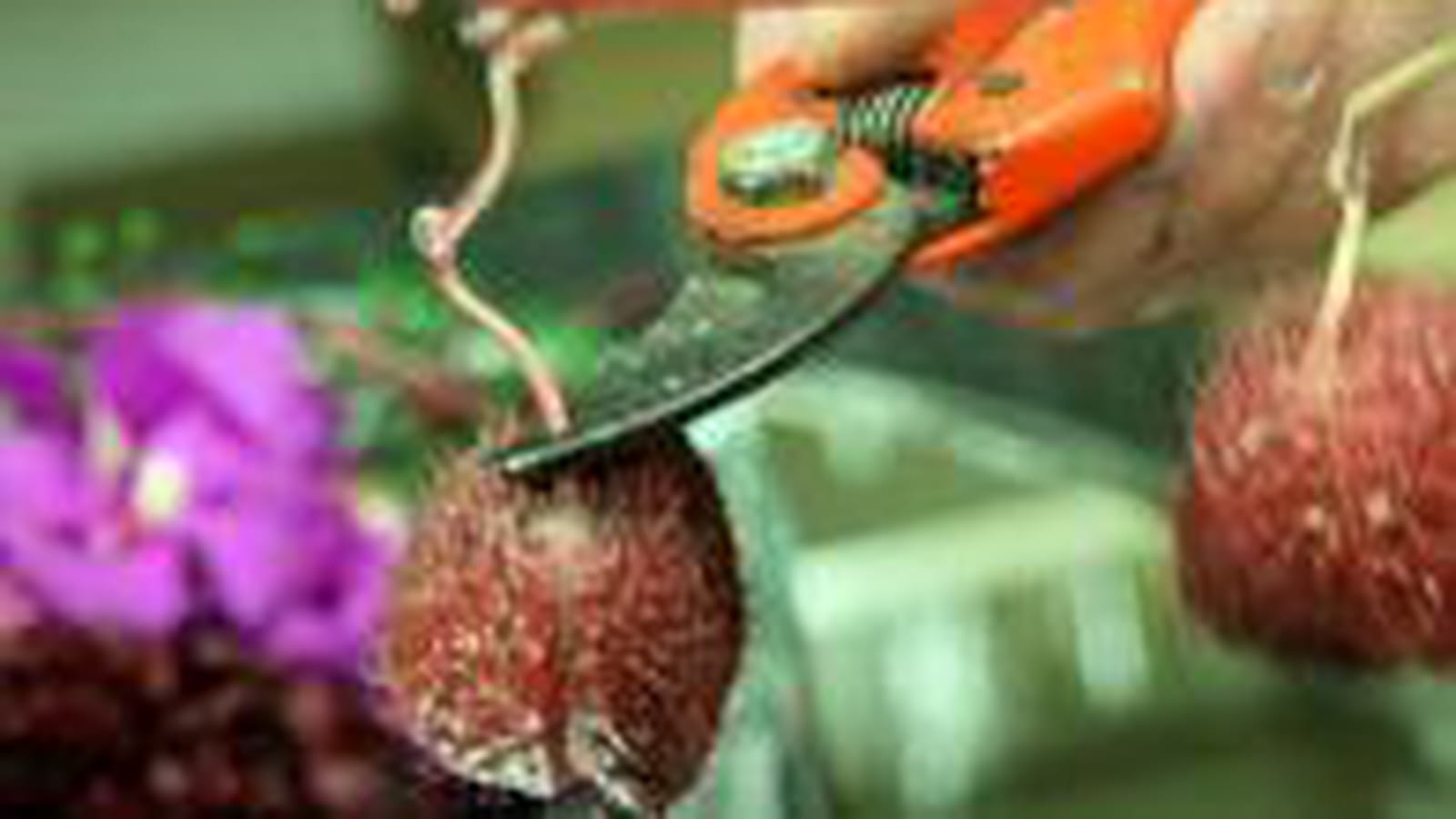 Les fruits d'hibiscus et les boulestriers