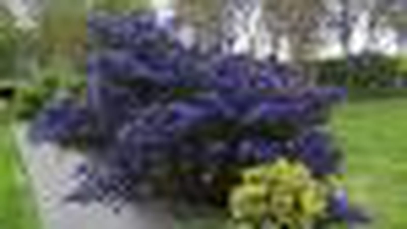 Lilas de Californie