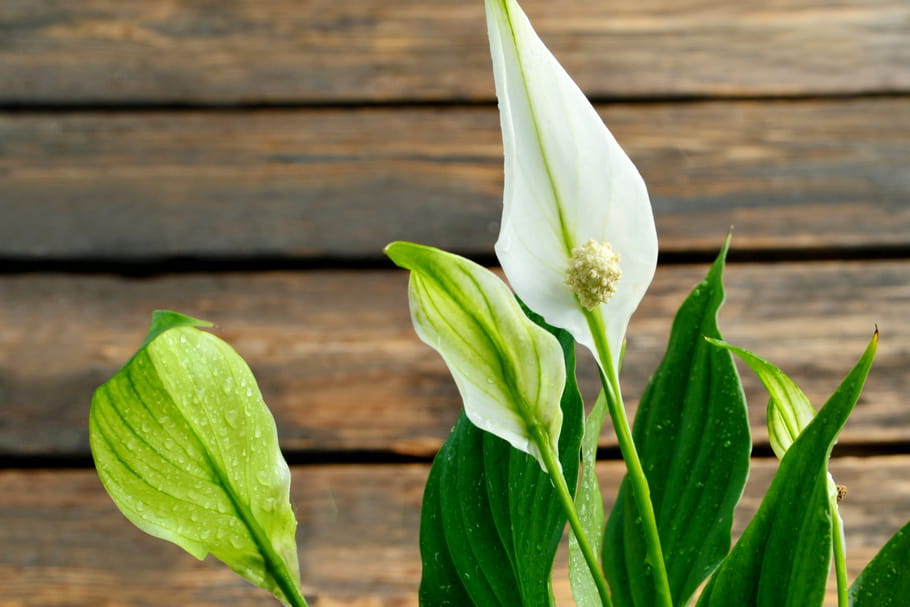 Spathiphyllum ou fleur de lune