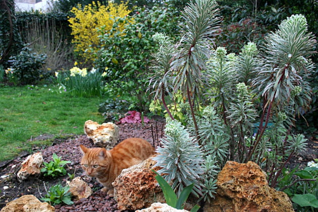 L'argent dans les feuilles