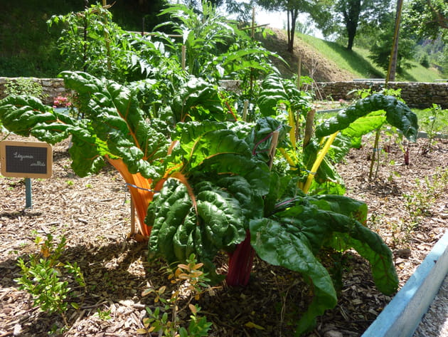 Les légumes oubliés