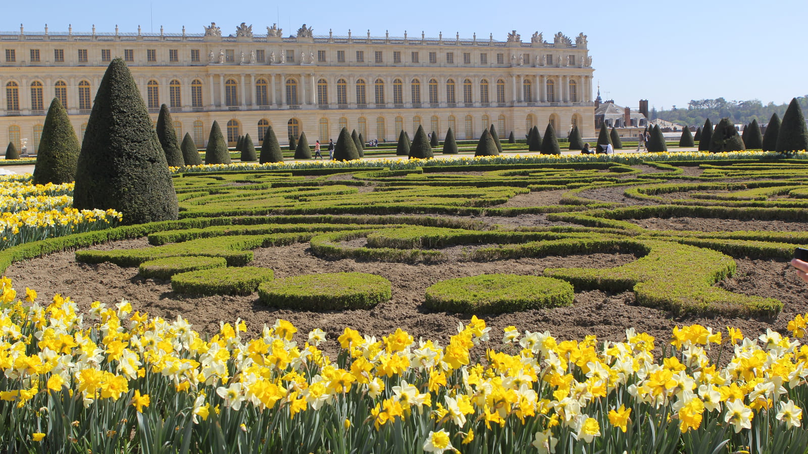 Parterre de jonquilles