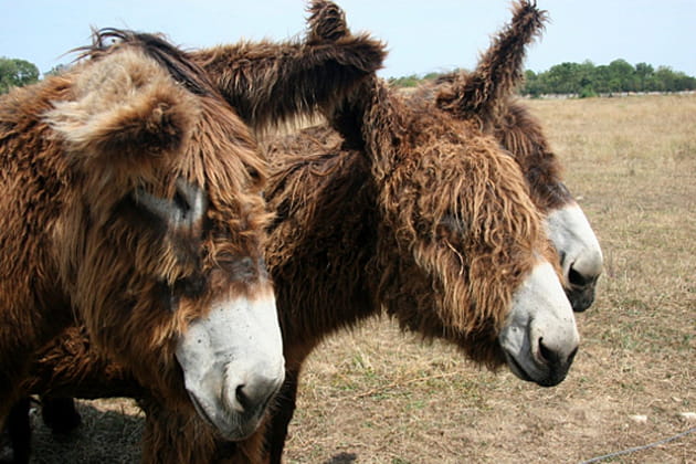 La confr&eacute;rie des cheveux longs