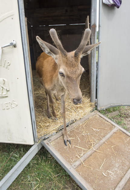 Le transport des animaux