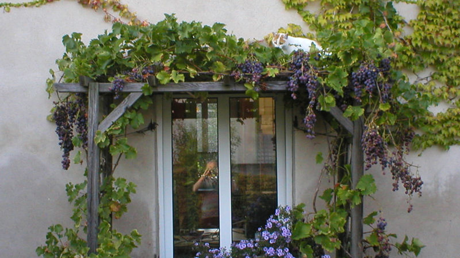 Vigne grimpante