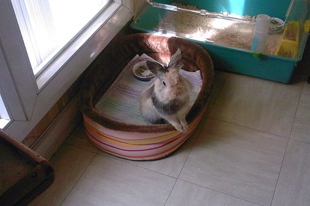 Merlin le gentil lapin