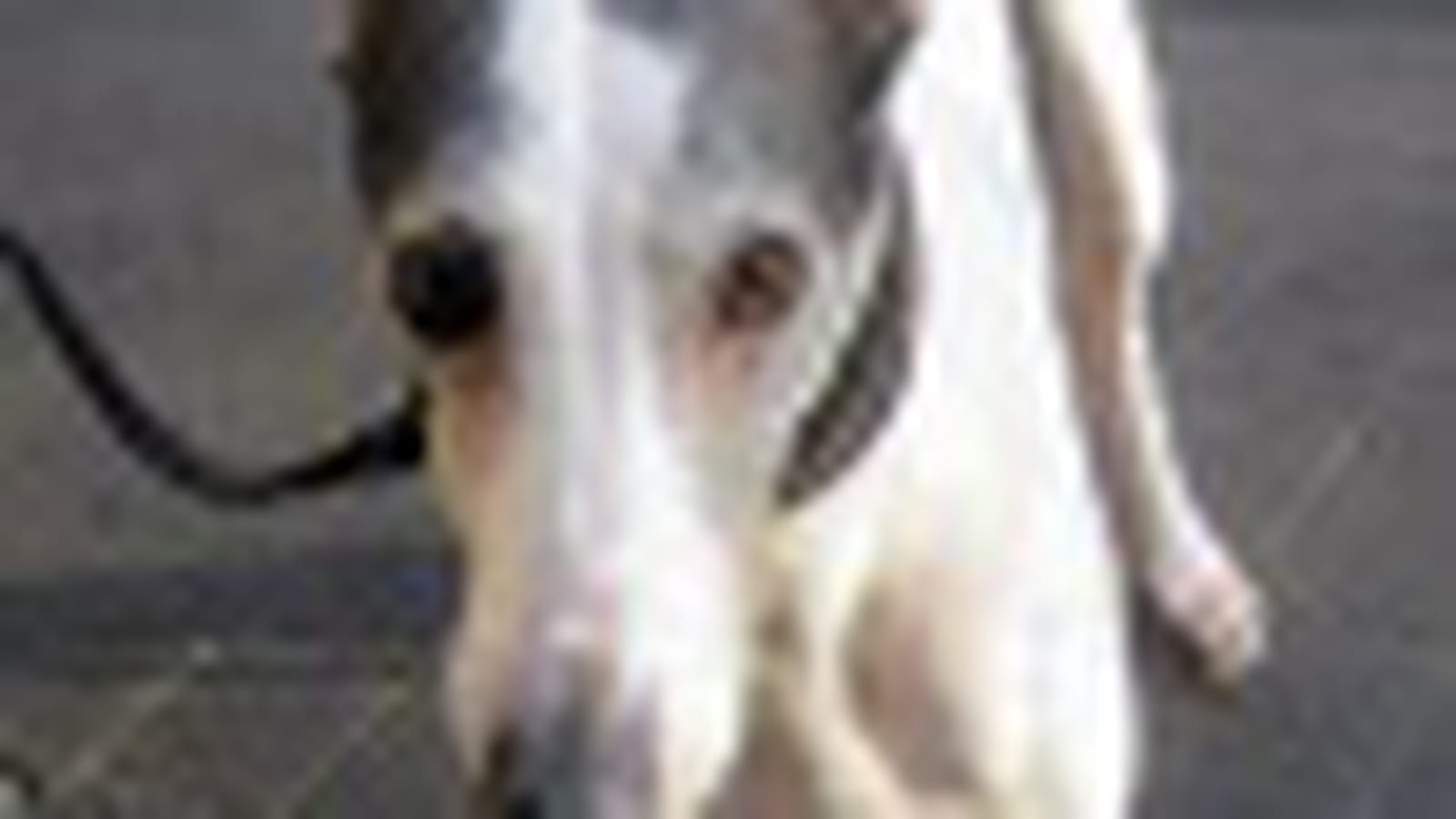 Whippet