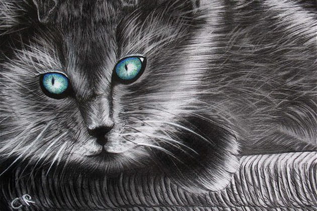 Chats aux yeux bleues