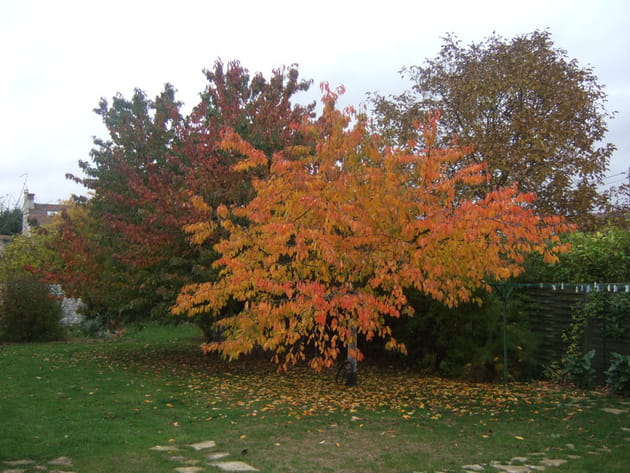 Cerisiers par&eacute;s de couleurs rousses