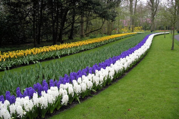 Perspective de tulipes