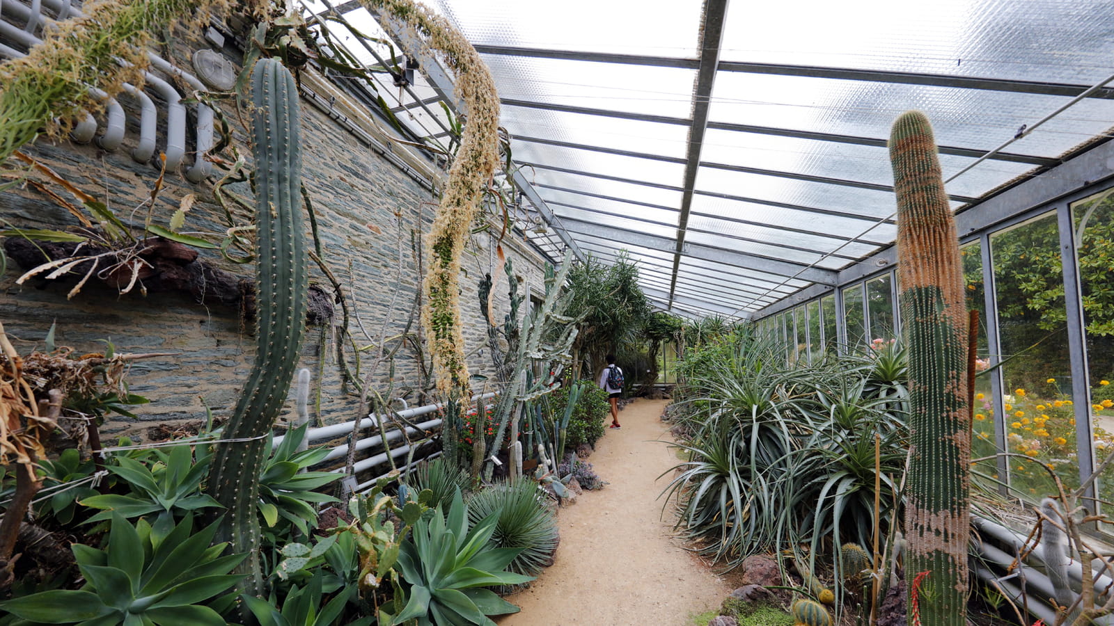 Désert de cactus