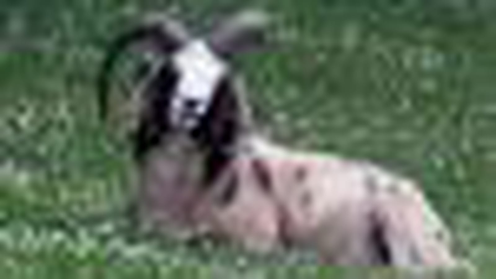 Le mouton de Jacob