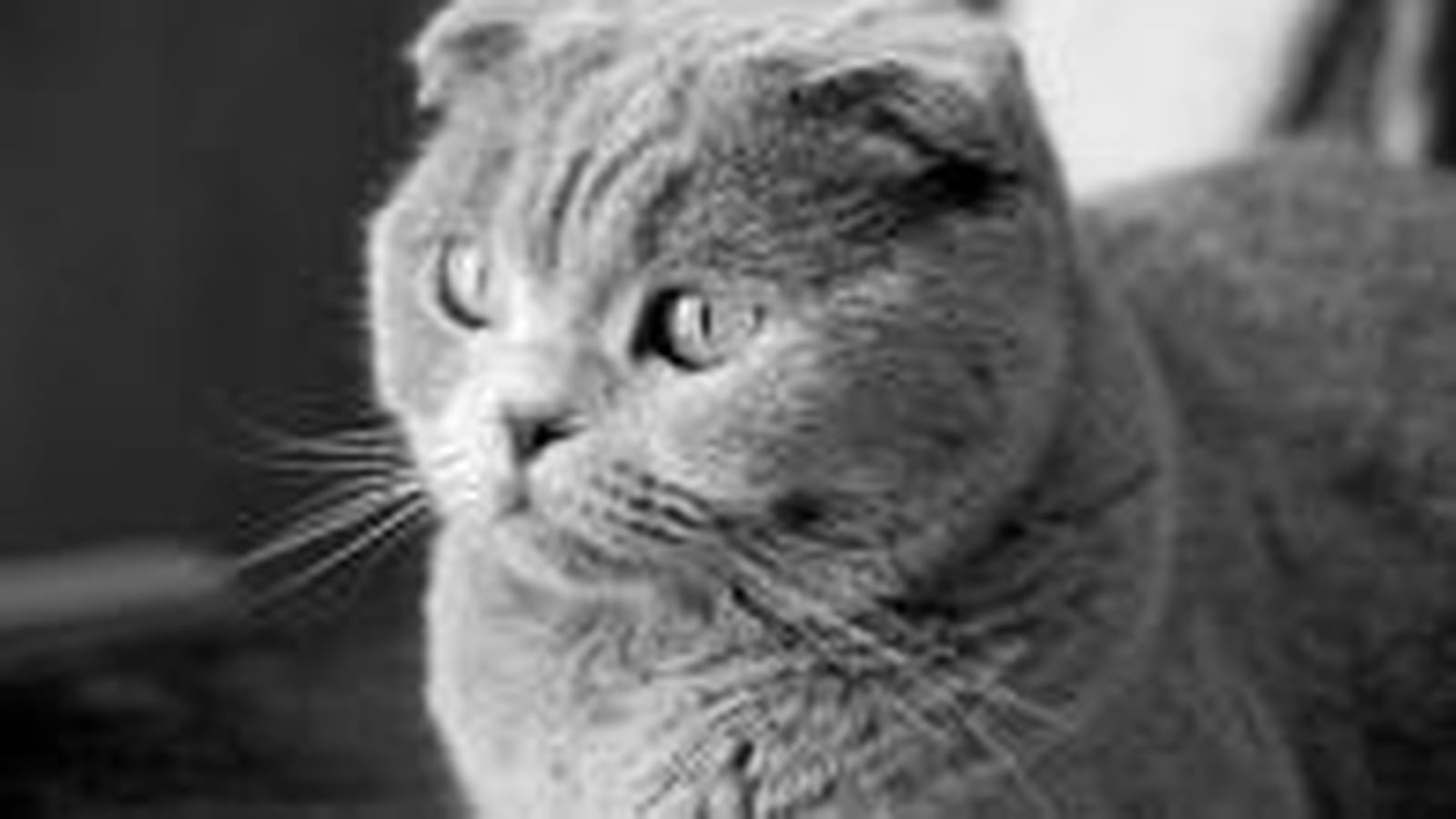 Confiant