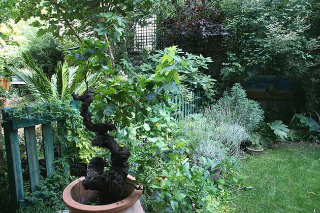 Une vigne dans un pot !