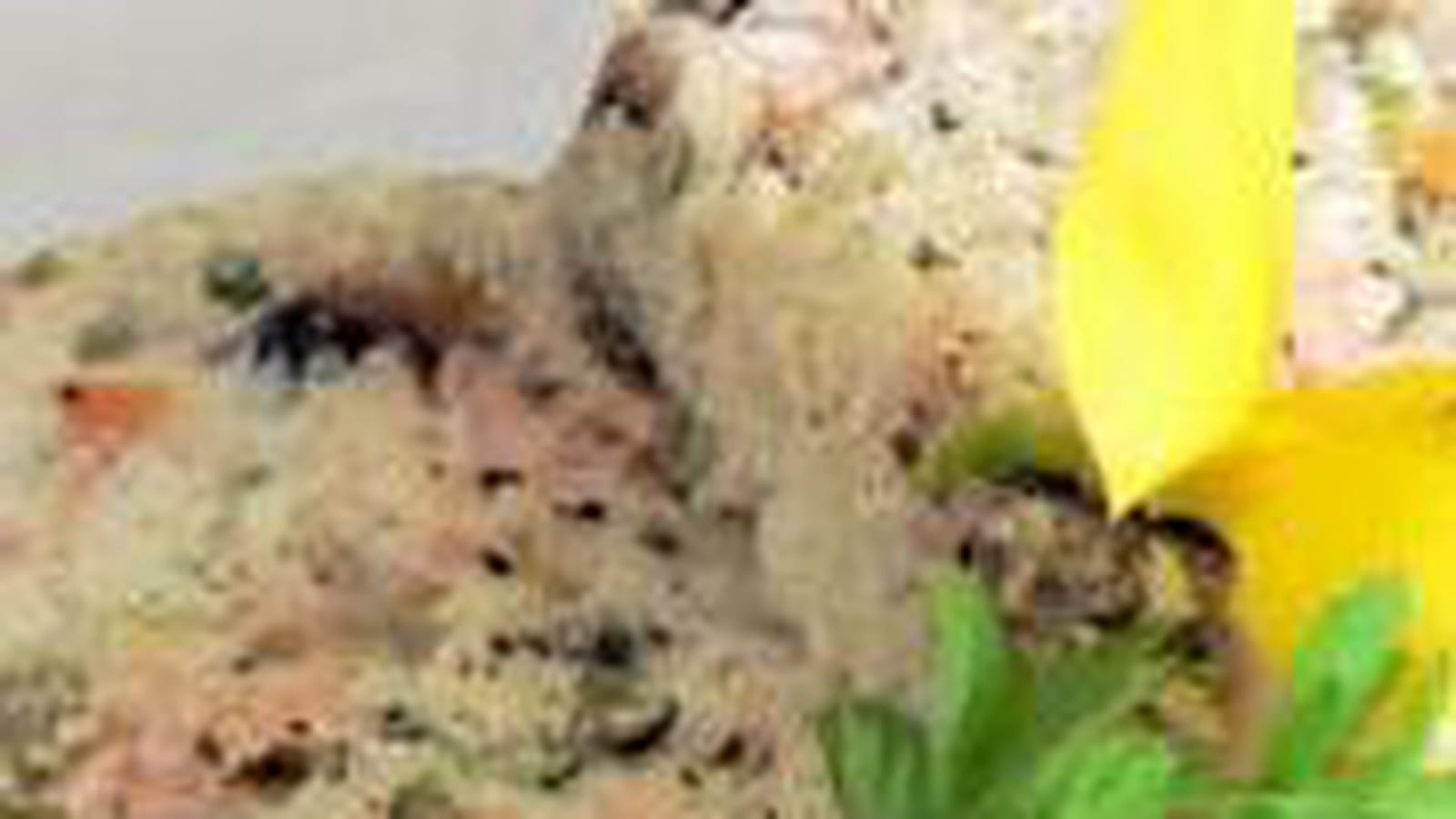 Terrine de poissons