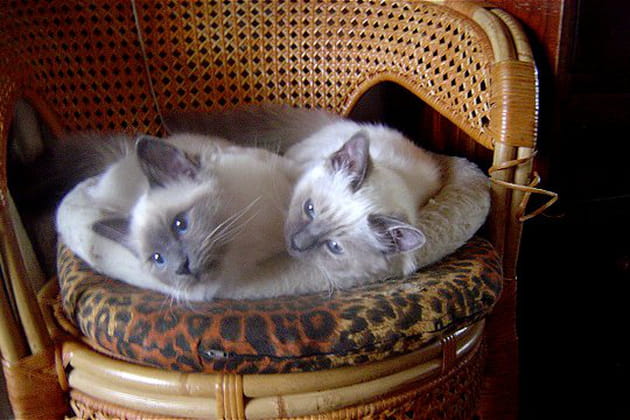 Vos stars, ce sont eux !