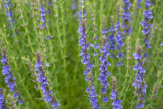 L'Hysope compacte 'Aristatus'