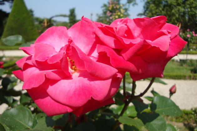 Rose flamboyante
