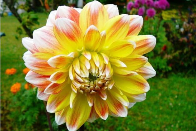 Flamboyant dahlia