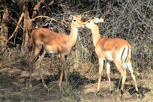 Tendresse des impalas
