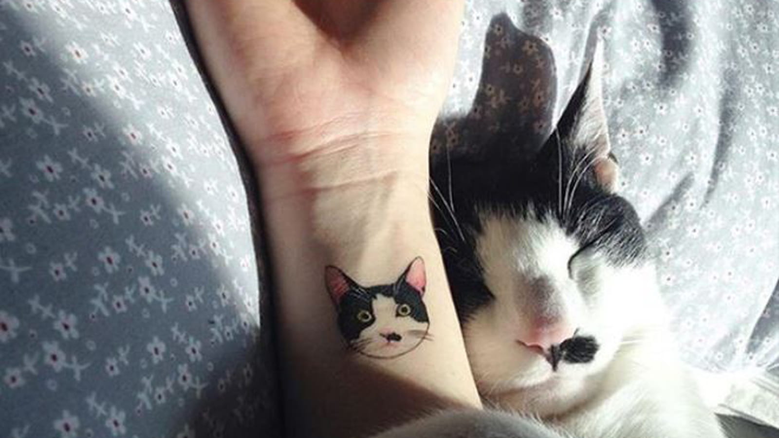 Le chat mignon