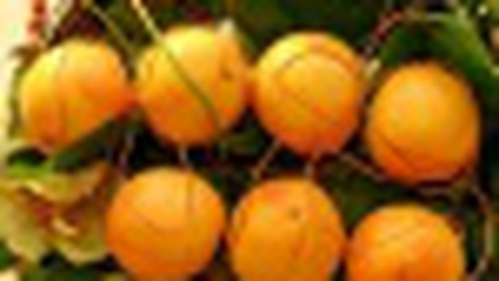 Oranges