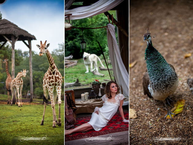 Les animaux, invités d'honneur du mariage