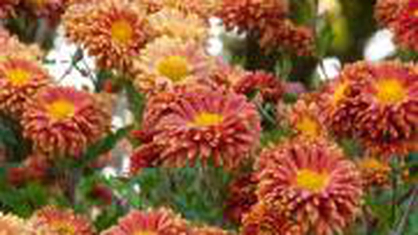 Dahlia