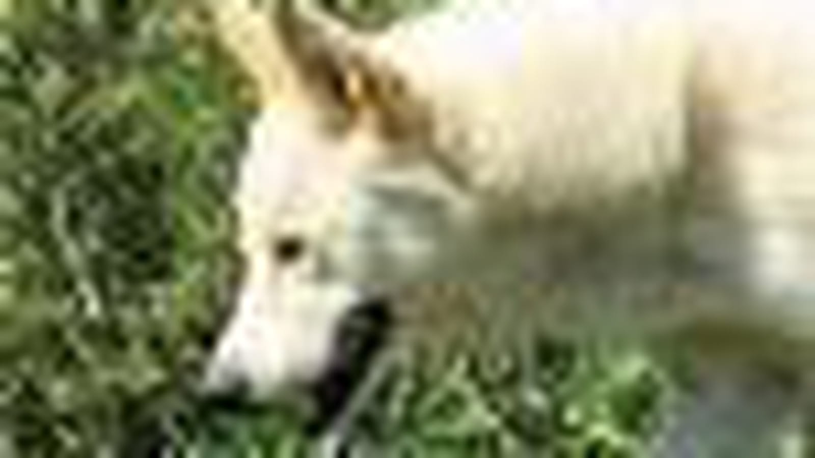 Chien de Canaan