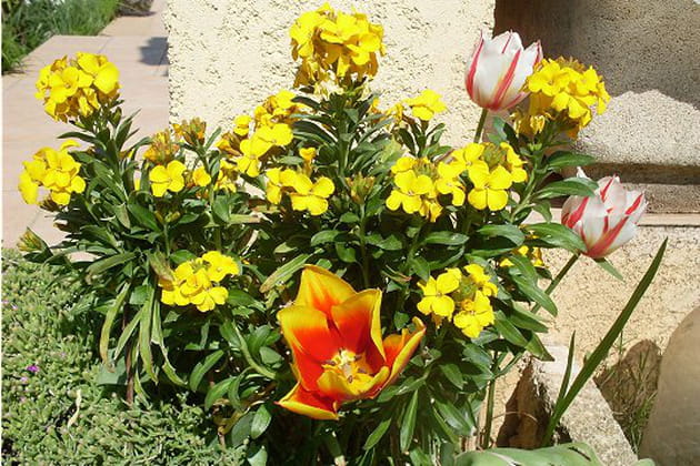 La s&eacute;duisante girofl&eacute;e