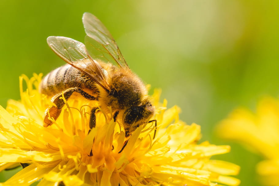 Piqûre d'abeille allergie, gonflement, que mettre pour la soulager