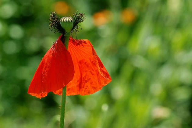 Belle dame en col haut et cape rouge