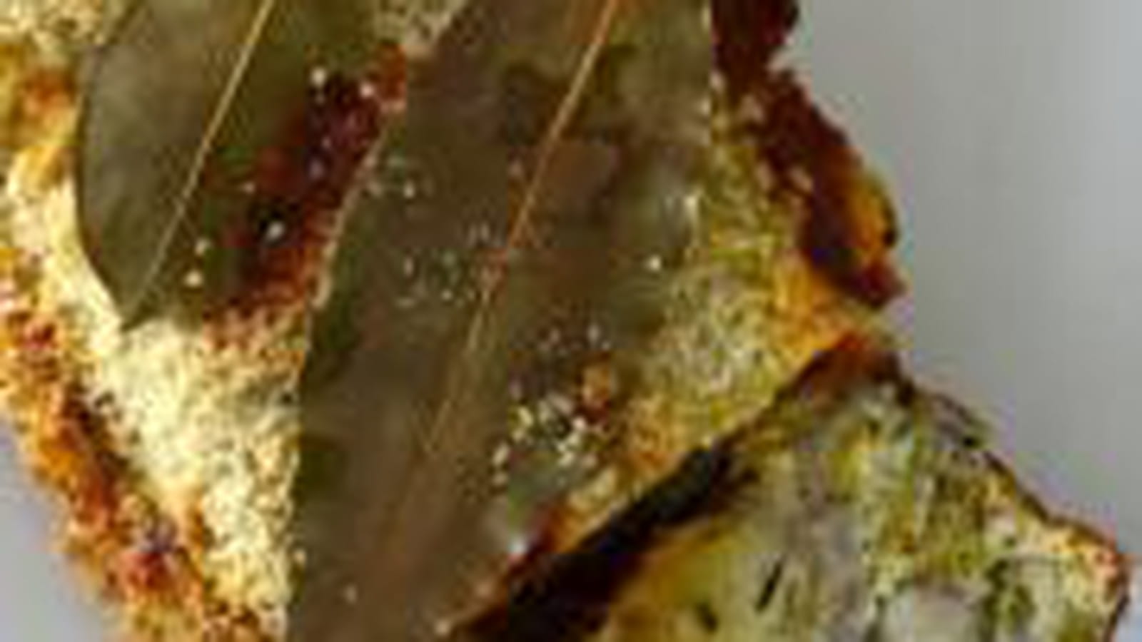 Terrine sardines légumes