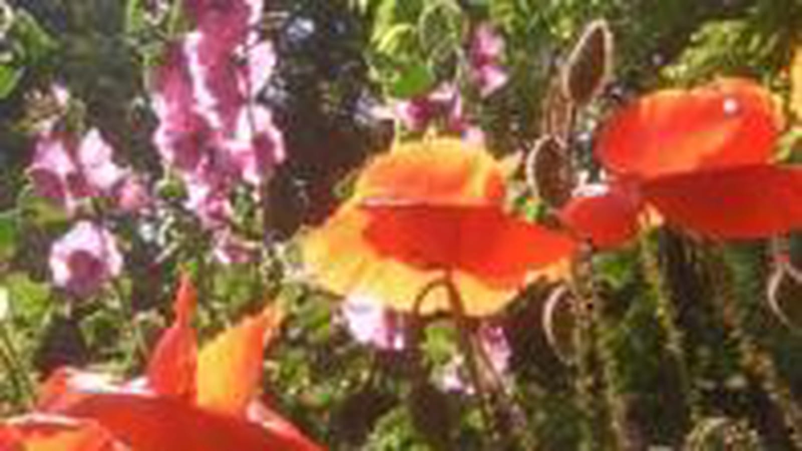 Pavots éclatants