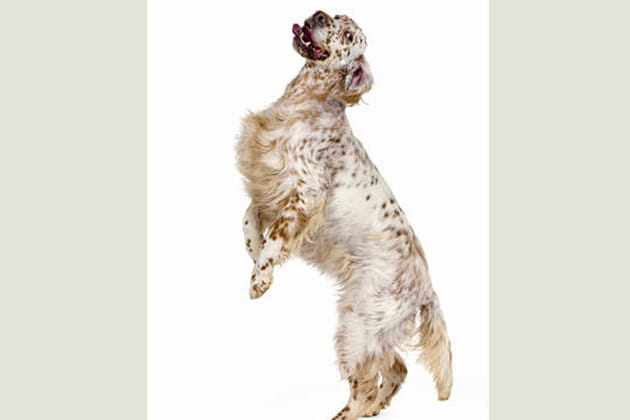 Bannerun Dreamscape, setter anglais