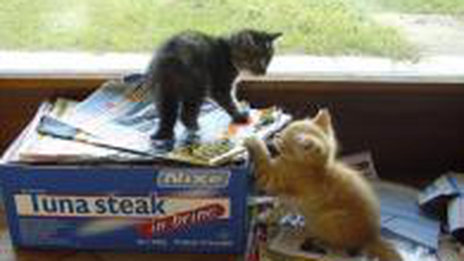 Cartons