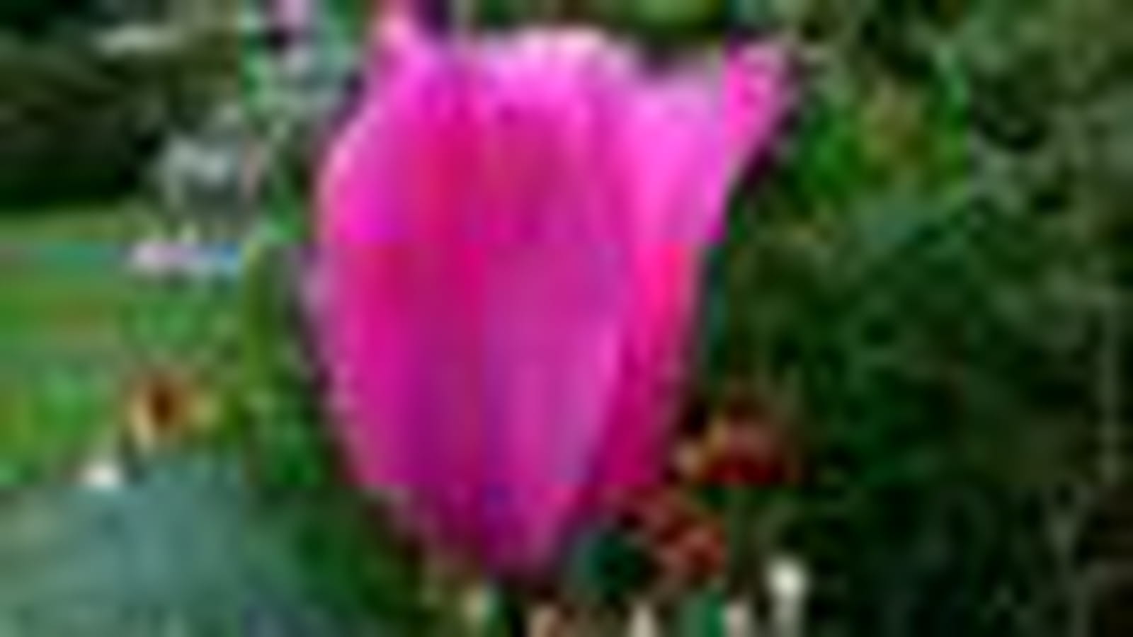 Tulipe