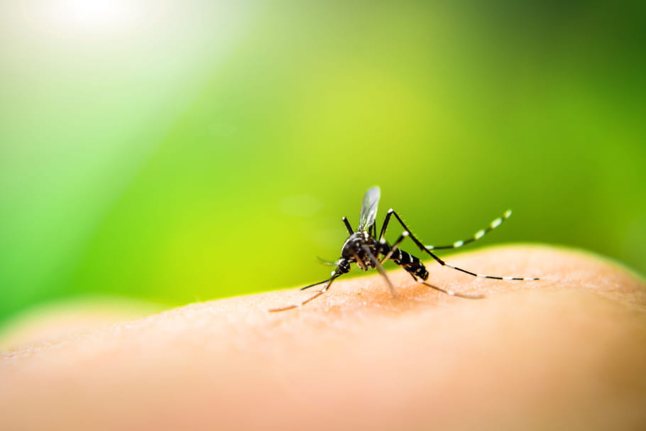 Pourquoi les moustiques piquent ?