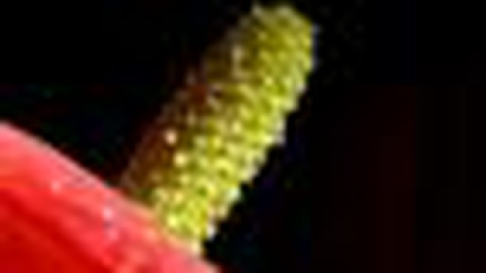 Anthurium