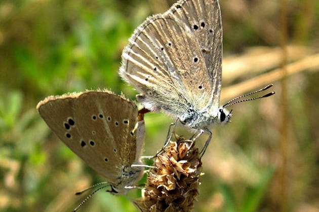 Acrobaties sur une fleur