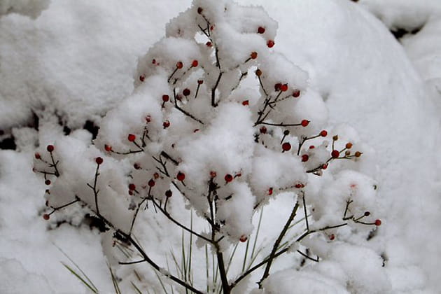 Rosier arbuste "Ballerina" sous la neige