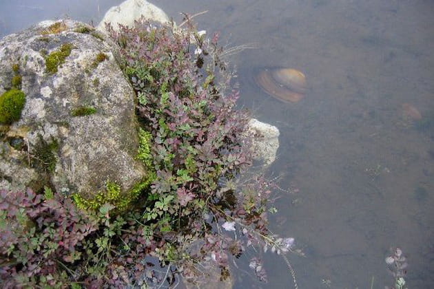 Des moules pour une épuration naturelle du bassin