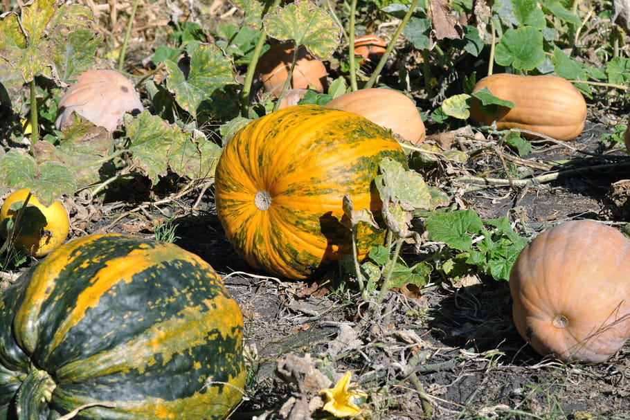 Cucurbitacées : tout savoir sur la famille des courges