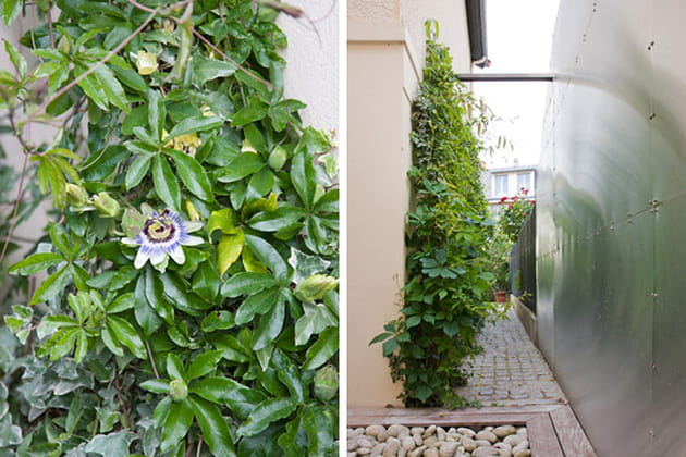 Le petit "jardin blanc"