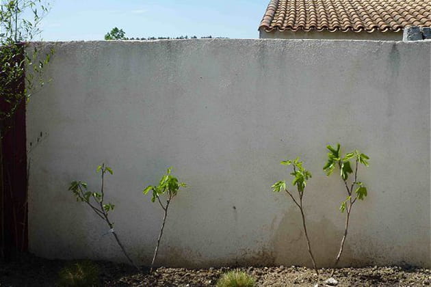 Plantation de deux figuiers