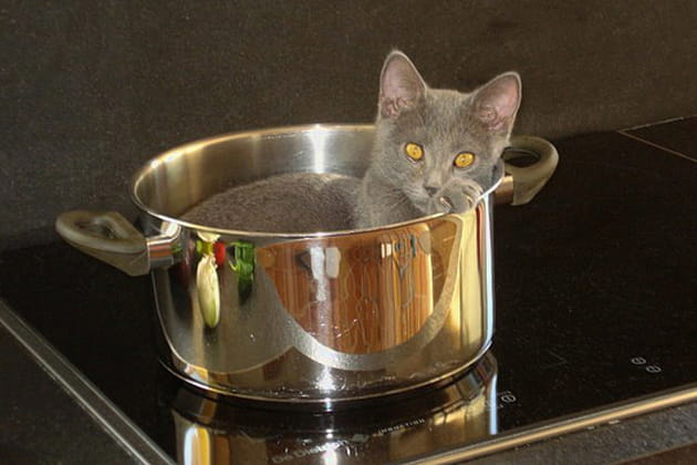 Un chat &agrave; croquer