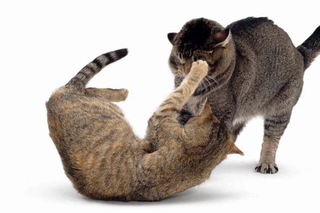 Chipie, tabby, et Mowgli